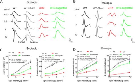 HiPSC RPE Preserved The Photoreceptor Function In Rd10 Mice A B