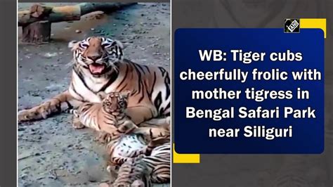 WB Tiger Cubs Cheerfully Frolic With Mother Tigress In Bengal Safari