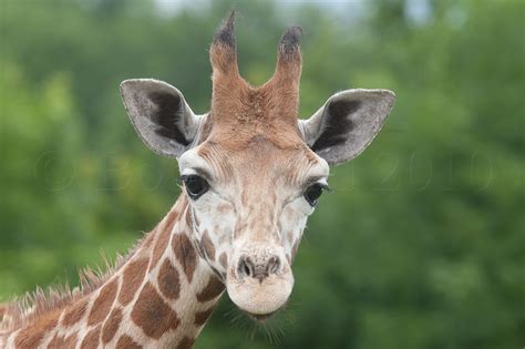 Giraffe Zoochat