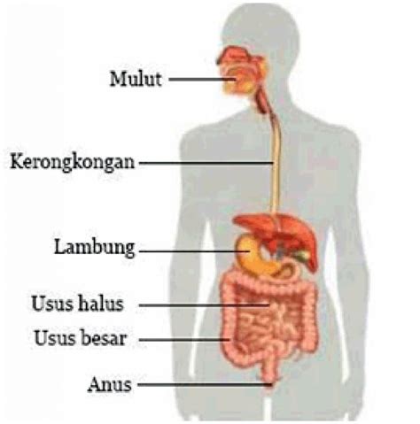 Buku guru kelas 05 sd tema 6 organ tubuh manusia dan hewan via scribd.com. Sistem Pencernaan Serta Urutanya Pada Manusia Dan Hewan ...