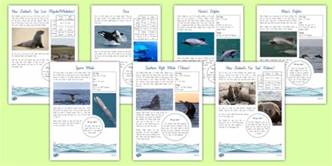 New Zealand Native Marine Mammals Fact File