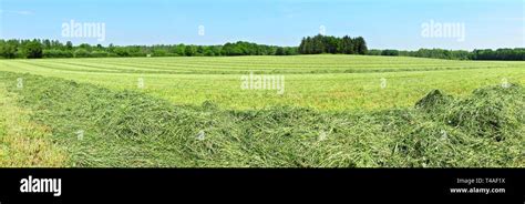 Farmland Drying Grass Panorama Stock Photo Alamy