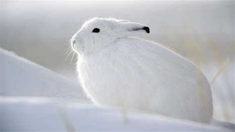 White Rabbit In Snow Rabbit Wallpaper Animals