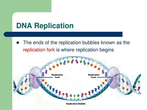 Dna Replication Bubble Diagram