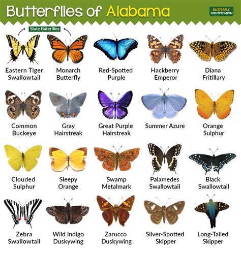 Types Of Butterflies In Alabama