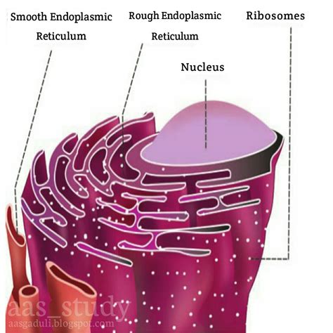 Endoplasmic Reticulum Biology Lessons Plant Cell Animal Cell