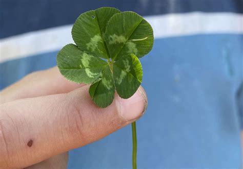 Young Boy Finds Incredibly Rare Five Leaf Clover In Woods Between