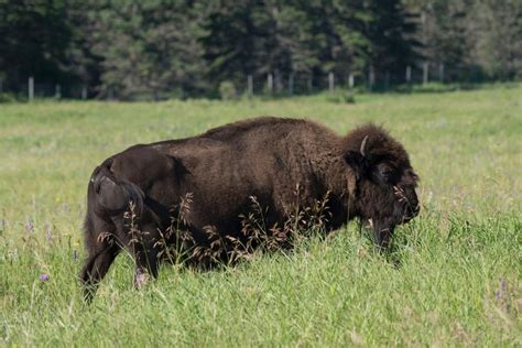 The Bison Saskatchewan Canada