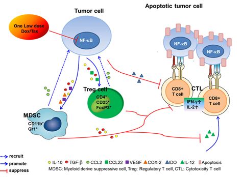 The Proposed Underlying Mechanism For Modulation Of The Immune Tumor