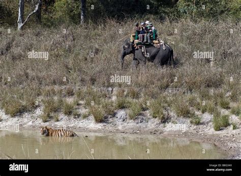 Tourists On An Elephant Watching Bengal Tiger Panthera Tigris In A