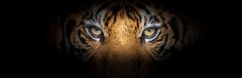 Effective Sales Messages Learn From The Tiger King Dont Go Negative