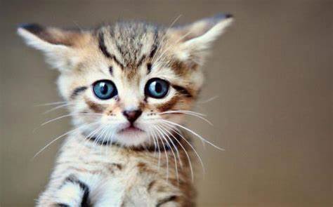 Вялый кишечник диета