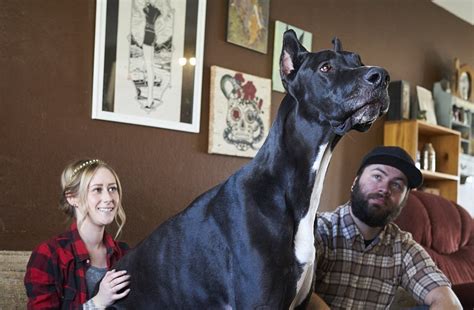 Vickky Martins Blog Rocko The 167 Pound Great Dane Who Stands 7 Feet