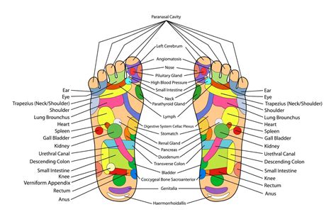 Reflexology The Key Of Your Body Stands Under Your Feet