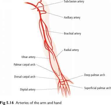 Blood pressure is the force of blood pushing against the walls of arteries as it flows through them. Blood vessels of the arm and hand - Anatomy and Physiology