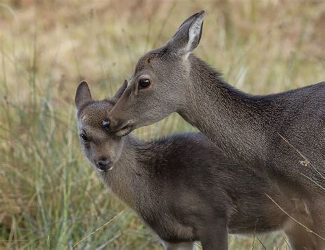 Sika Deer Cervus Nippon A And J Photography