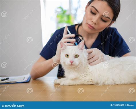 Veterinary Surgeon And White Cat At Vet Clinic Stock Photo Image Of