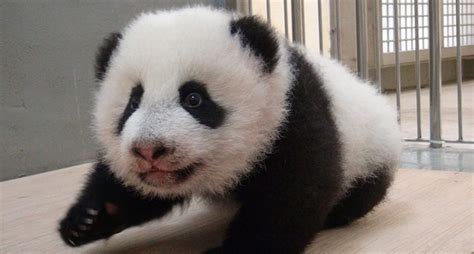 Galería De Imágenes Los Osos Panda Bebés