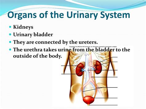 Ppt Urinary System Chapter 17 Powerpoint Presentation Free Download