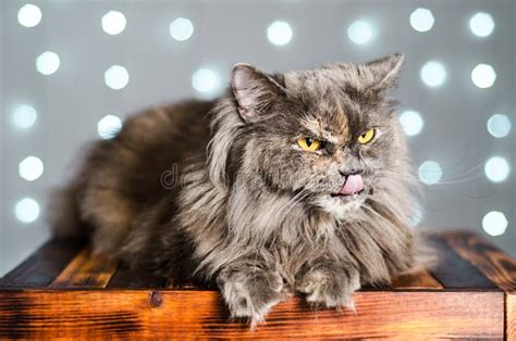 Funny Gray British Cat Pulls Out His Tongue Showing Fangs Teeth With