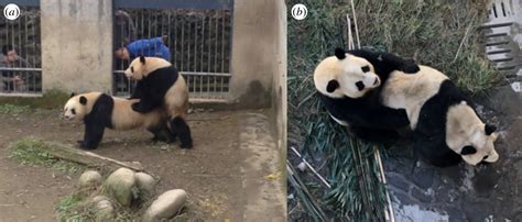 Vocal Behaviour Predicts Mating Success In Giant Pandas Royal Society Open Science