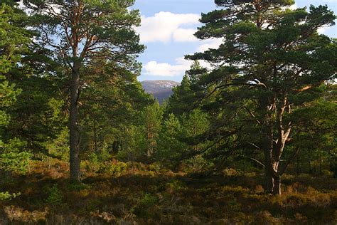 Caledonian Pine Forest Loch Morlich Highland Scotland 7 Flickr