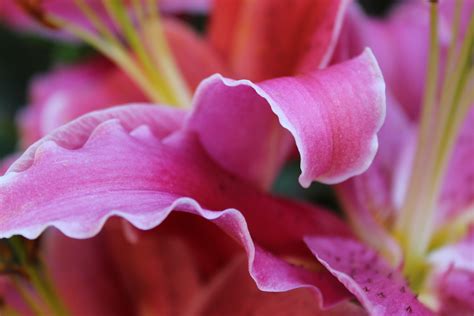 Free Images Blossom Flower Petal Pink Flora Close Up Lily