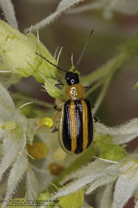 Minnesota Seasons Striped Cucumber Beetle