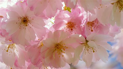 Download Free Hd Japanese Cherry Blossom Desktop Wallpaper In 4k 0263