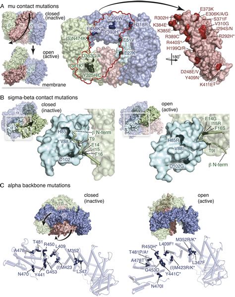 The Membrane Associated Proteins Fcho And Sgip Are Allosteric