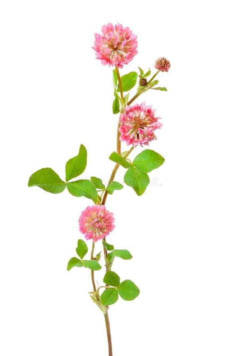 Pink Clover Flower Stock Photo Image Of Isolated Color 35260372