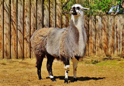 Free Images Cute Fur Fauna Llama Lama Vertebrate