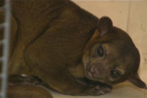 Watch Adorable And Rare Kinkajou Found In Womans Home