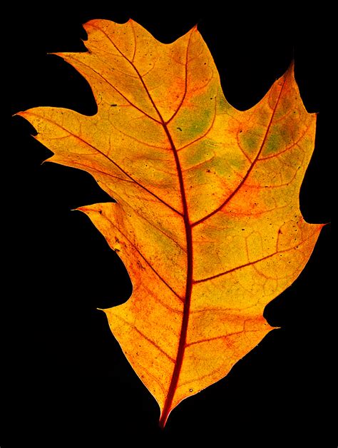 Getting It Right In The Digital Camera Macro Leaf Photography For