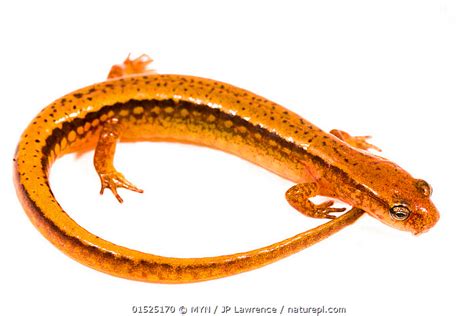 Stock Photo Of Southern Two Lined Salamander Eurycea Cirrigera