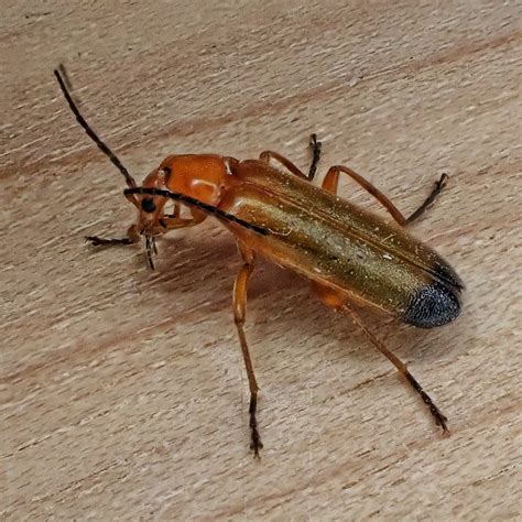 Rhagonycha Fulva Common Red Soldier Beetle 10000 Things Of The