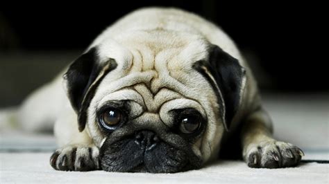 Sad Dog Shar Pei Sad Lonely Cry Tears Animal Hd Wallpaper Animals