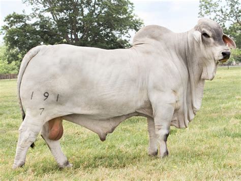 V8 Bulls Named Brahman Trait Leaders V8 Ranch