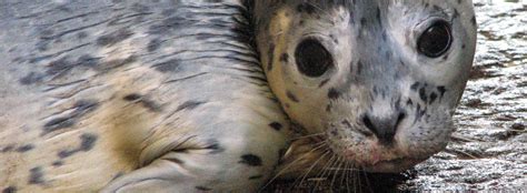 all about the harbor seal bibliography seaworld parks and entertainment