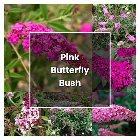 How To Grow Pink Butterfly Bush Plant Care And Tips Norwichgardener