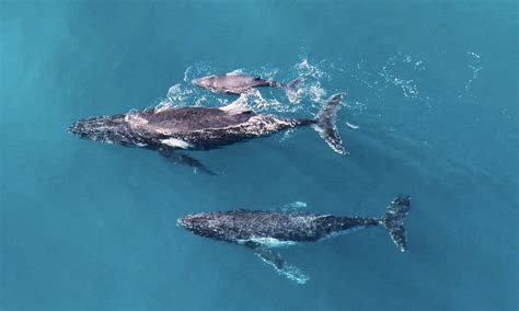 Humpback Whale Males Escort Females Giving Birth But It Can Get Chaotic