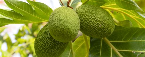 How To Grow Jackfruit Trees At Home