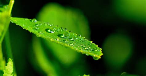 Macro Photography Of Green Leaf With Water Droplets Hd Wallpaper