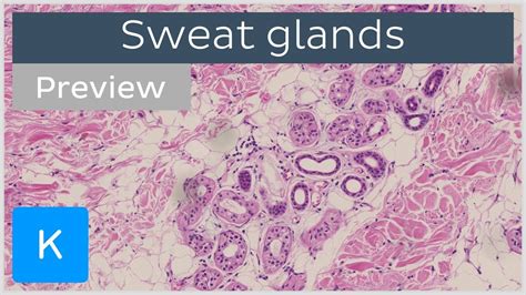 Sweat Glands Preview Histology Function Human Anatomy Kenhub Youtube