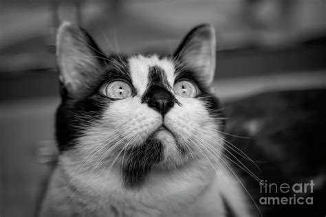 Snowshoe Cat Photograph What Is Up There By Elisabeth Lucas
