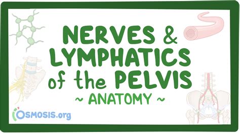 Nerves And Lymphatics Of The Pelvis Osmosis