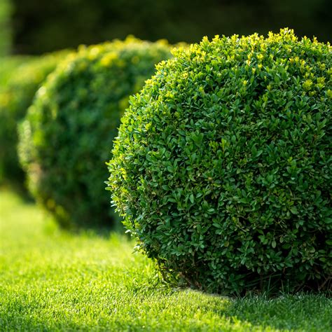 Evergreen Shrub Boxwood Care How To Reproduce Boxwood