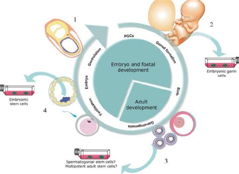 Primordial And Mature Germ Cells Creative Diagnostics