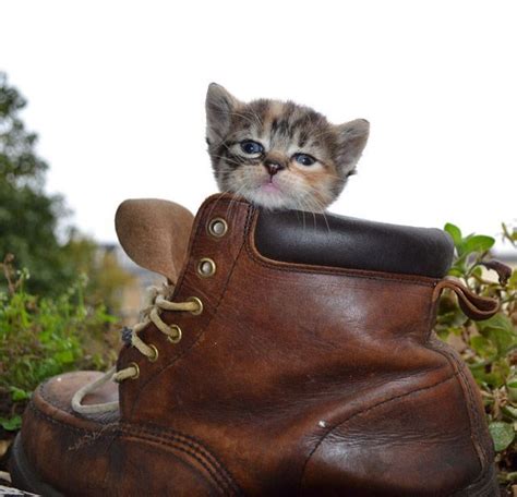 Im Ready For The Hike Boots Kittens Cutest Cute Cats