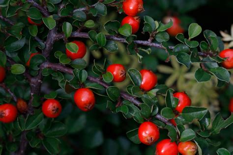 Share your videos with friends, family, and the world Zwergmispel - Wie giftig sind die Früchte für Mensch und Tier?